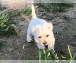 Small Photo #1 West Highland White Terrier Puppy For Sale in ALMA, AR, USA