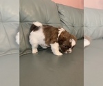 Small Photo #2 ShihPoo Puppy For Sale in MARION, NY, USA