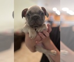 Small Photo #5 French Bulldog Puppy For Sale in HIGHLAND, CA, USA