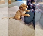Small Photo #12 Golden Retriever Puppy For Sale in DAKOTA, MN, USA