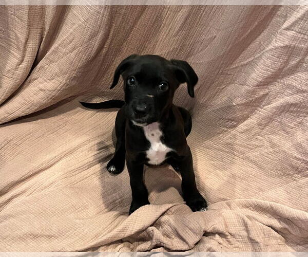 Medium Photo #4  Puppy For Sale in , 