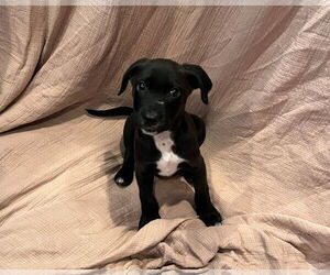 American Pit Bull Terrier-Unknown Mix Dogs for adoption in Berkeley, CA, USA