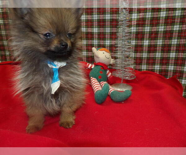 Medium Photo #2 Pomeranian Puppy For Sale in PATERSON, NJ, USA
