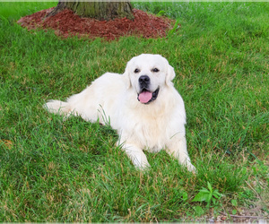 Father of the Golden Retriever puppies born on 06/07/2026