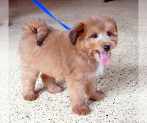 Sheltidoodle Puppy for sale in PENNS CREEK, PA, USA