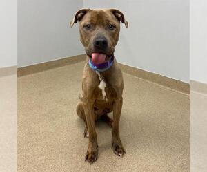 American Pit Bull Terrier Dogs for adoption in Aurora, CO, USA