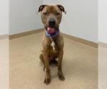 Small American Pit Bull Terrier