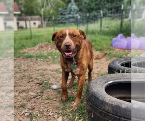 Mutt Dogs for adoption in New London, WI, USA