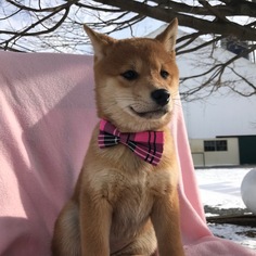 Shiba Inu Puppy for sale in QUARRYVILLE, PA, USA