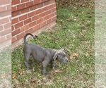 Small #12 American Bully