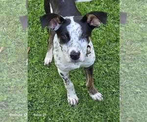Mutt Dogs for adoption in Minneapolis, MN, USA