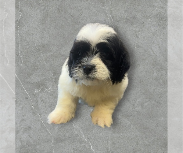 Medium Photo #1 ShihPoo Puppy For Sale in CARLISLE, KY, USA