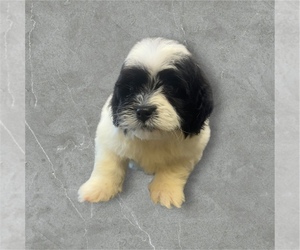ShihPoo Puppy for sale in CARLISLE, KY, USA