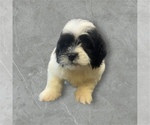 Image preview for Ad Listing. Nickname: Ziggy
