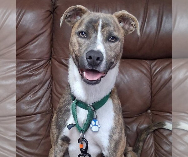 Medium Photo #11 Mutt Puppy For Sale in Fargo, ND, USA