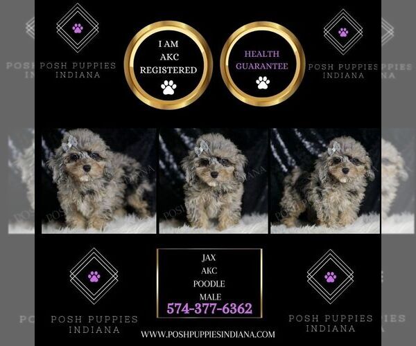 Medium Photo #2 Poodle (Toy) Puppy For Sale in WARSAW, IN, USA