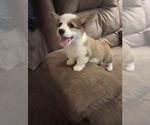 Puppy Tony Pembroke Welsh Corgi