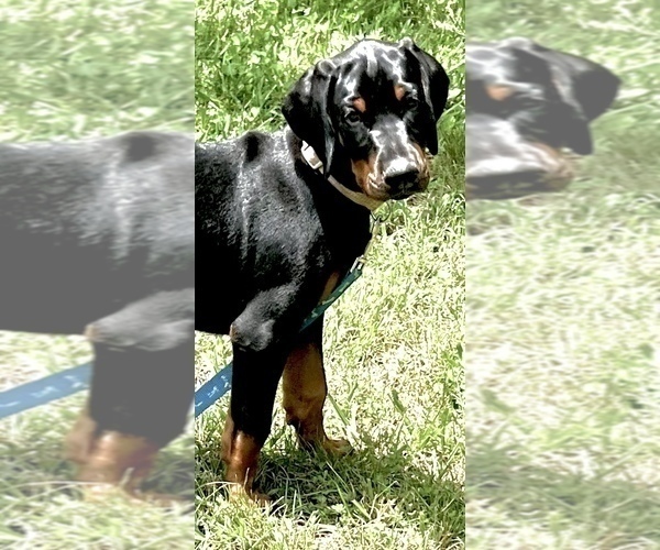 Medium Photo #5 Doberman Pinscher Puppy For Sale in SUMMERFIELD, NC, USA
