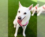 Small #3 Chihuahua-pomeranian spitz Mix