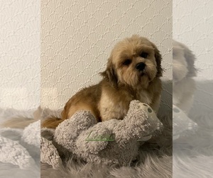Father of the La-Chon puppies born on 02/26/2026