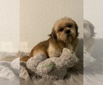 Small Photo #1 La-Chon Puppy For Sale in CANOGA, NY, USA