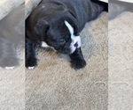 Image preview for Ad Listing. Nickname: Romeo boy