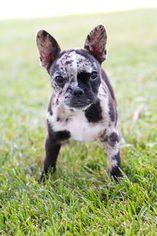 Faux Frenchbo Bulldog Puppy for sale in PLYMOUTH, OH, USA
