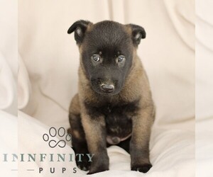 Belgian Malinois Puppy for sale in RONKS, PA, USA