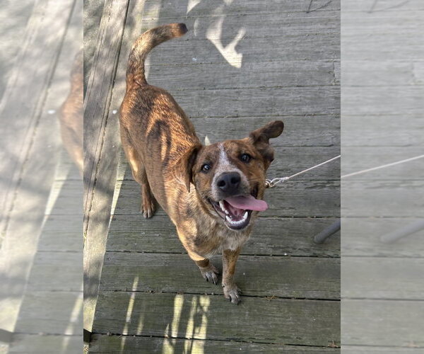 Medium Photo #1 Coonhound-Unknown Mix Puppy For Sale in Springdale, PA, USA