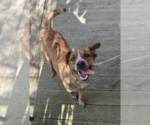 Coonhound-Unknown Mix Dogs for adoption in Springdale, PA, USA