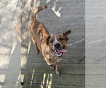 Small Coonhound Mix