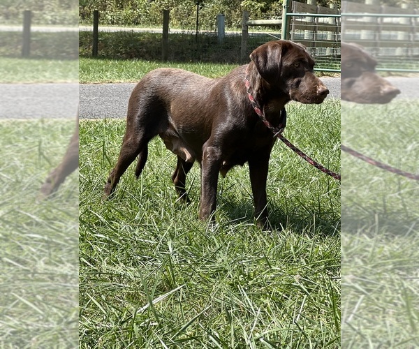 Medium Photo #1 Labrador Retriever Puppy For Sale in NEOLA, WV, USA