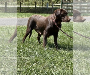 Mother of the Labrador Retriever puppies born on 03/07/2026