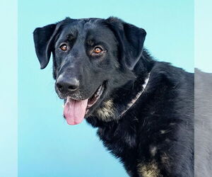 German Shepherd Dog Dogs for adoption in Pasadena, CA, USA