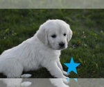 Small Photo #7 English Cream Golden Retriever Puppy For Sale in BURLEY, ID, USA