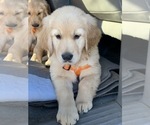 Small Photo #39 Golden Retriever Puppy For Sale in MERCED, CA, USA