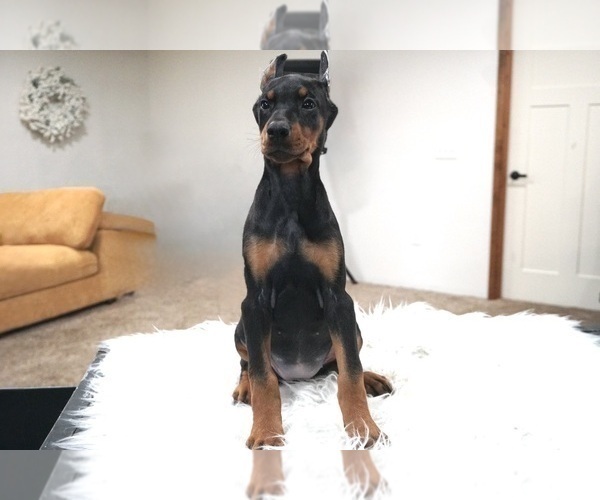 Medium Photo #8 Doberman Pinscher Puppy For Sale in WARSAW, IN, USA