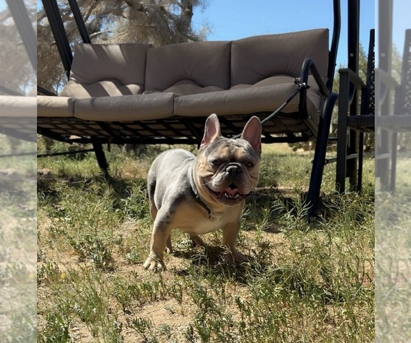 Medium Photo #3 French Bulldog Puppy For Sale in YUCCA VALLEY, CA, USA