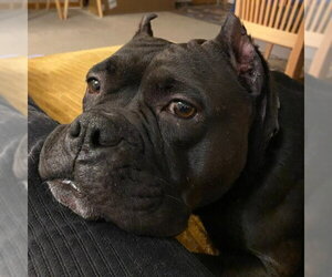 Bug - Female Staffordshire Bull Terrier Dog for Adoption - Photo #4