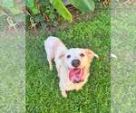Small #2 Mutt