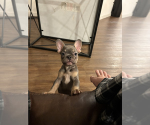 French Bulldog Puppy for Sale in GARLAND, Texas USA
