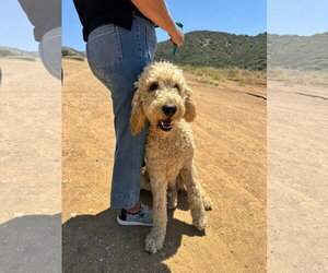 Labradoodle Dogs for adoption in San Diego, CA, USA