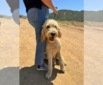 Small Labradoodle