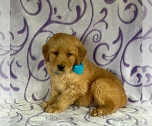Golden Retriever Puppy for sale in LANCASTER, PA, USA