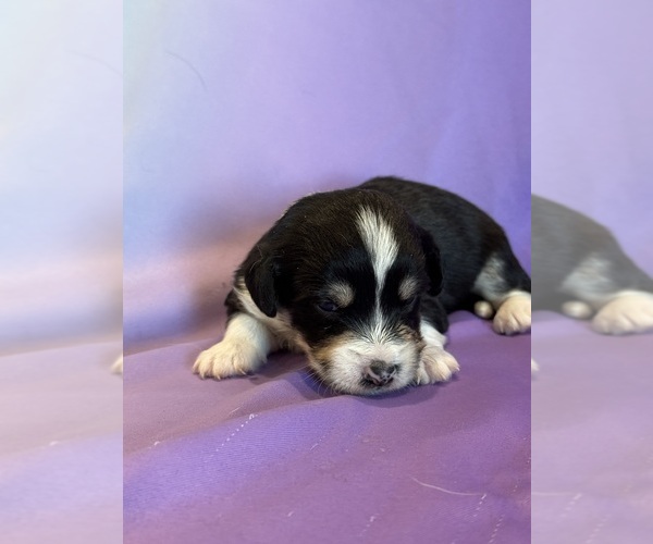 Medium Photo #8 Corgipoo Puppy For Sale in LONGMONT, CO, USA