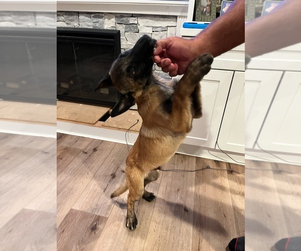 Medium Photo #3 Belgian Malinois Puppy For Sale in SIMI VALLEY, CA, USA