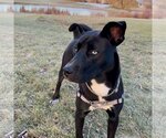 Small Photo #18 American Pit Bull Terrier-Border Collie Mix Puppy For Sale in Fargo, ND, USA