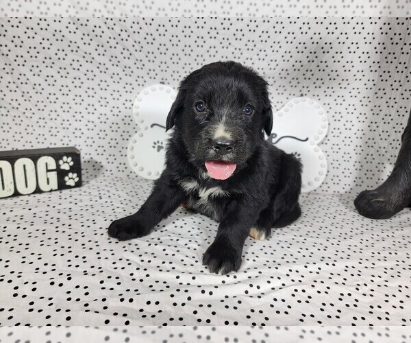 Medium Photo #18 Golden Mountain Dog Puppy For Sale in BLACK FOREST, CO, USA