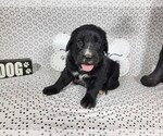 Small Photo #18 Golden Mountain Dog Puppy For Sale in BLACK FOREST, CO, USA