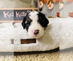 Puppy Kate Bernedoodle